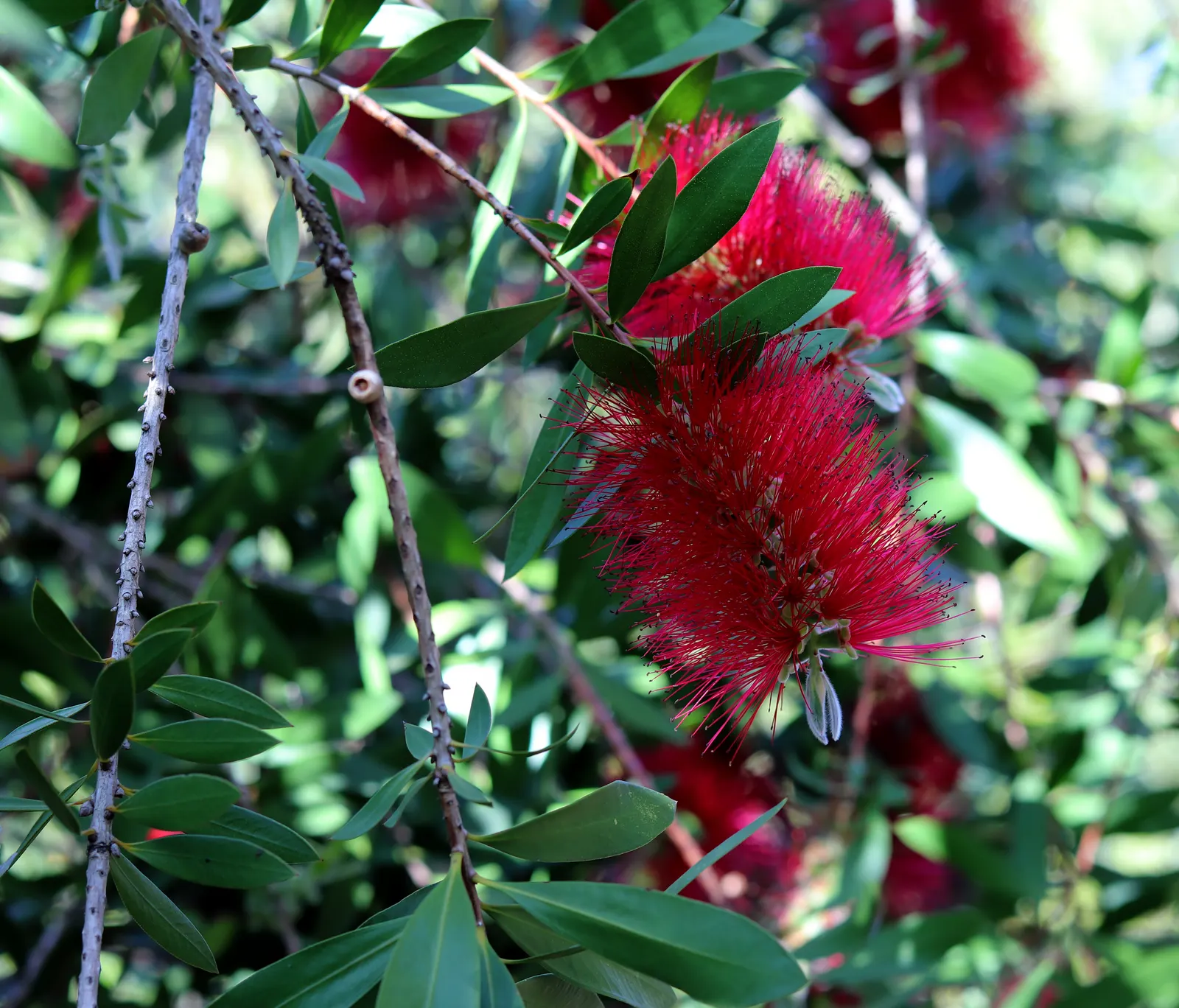 Lemon Bottlebrush (Callistemon Citrinus) — notable for its vibrant red; this plant is a popular choice for adding splashes of vivid red to, image 86