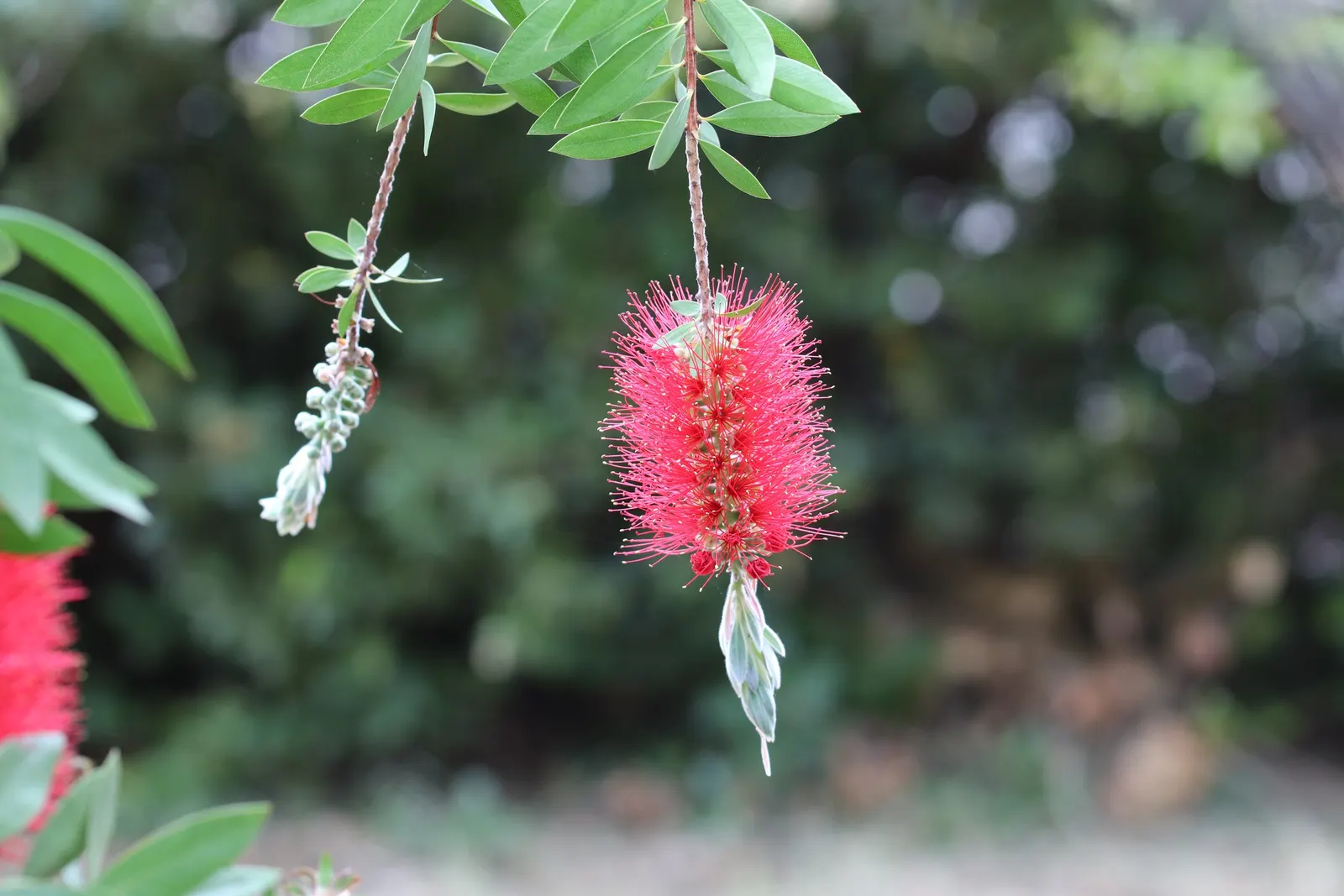 Lemon Bottlebrush (Callistemon Citrinus) — Callistemon citrinus thrives in USDA hardiness zones 8 through 11; ensuring the plant remains a focal, image 96