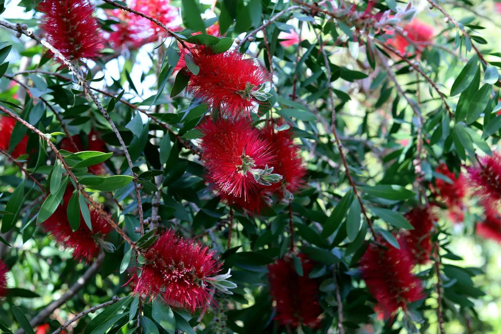 Lemon Bottlebrush (Callistemon Citrinus) — slow-release fertilizer in the growing season will encourage vibrant blooms and healthy growth; ensuring, image 108