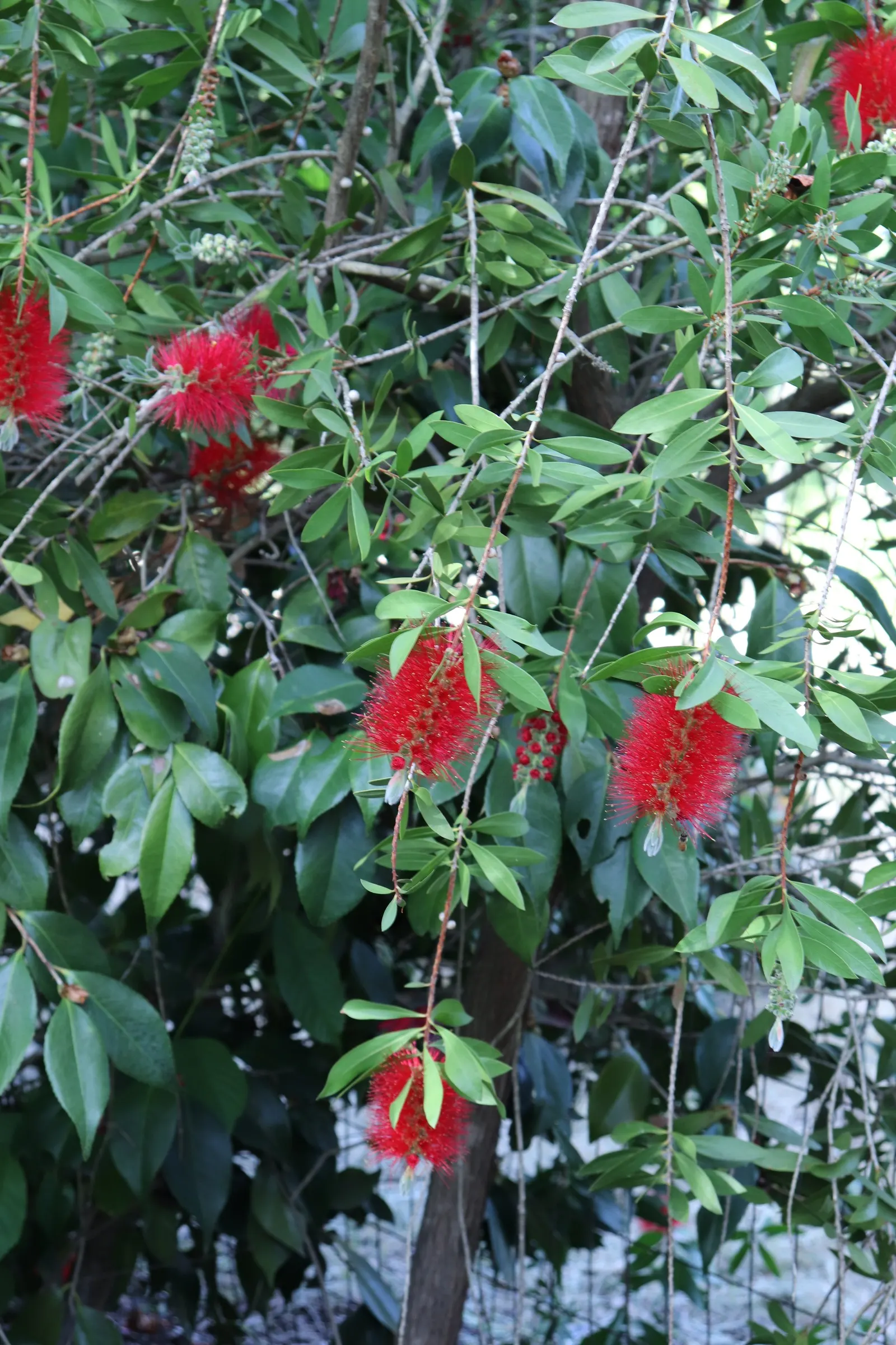 Lemon Bottlebrush (Callistemon Citrinus) — evergreen leaves are lance-shaped and release a citrus fragrance when crushed; it reaches a mature size, image 101