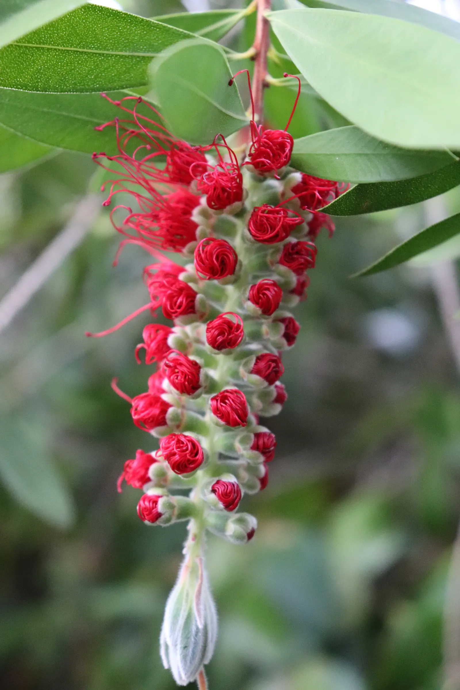 Lemon Bottlebrush (Callistemon Citrinus) — slow-release fertilizer in the growing season will encourage vibrant blooms and healthy growth; ensuring the plant