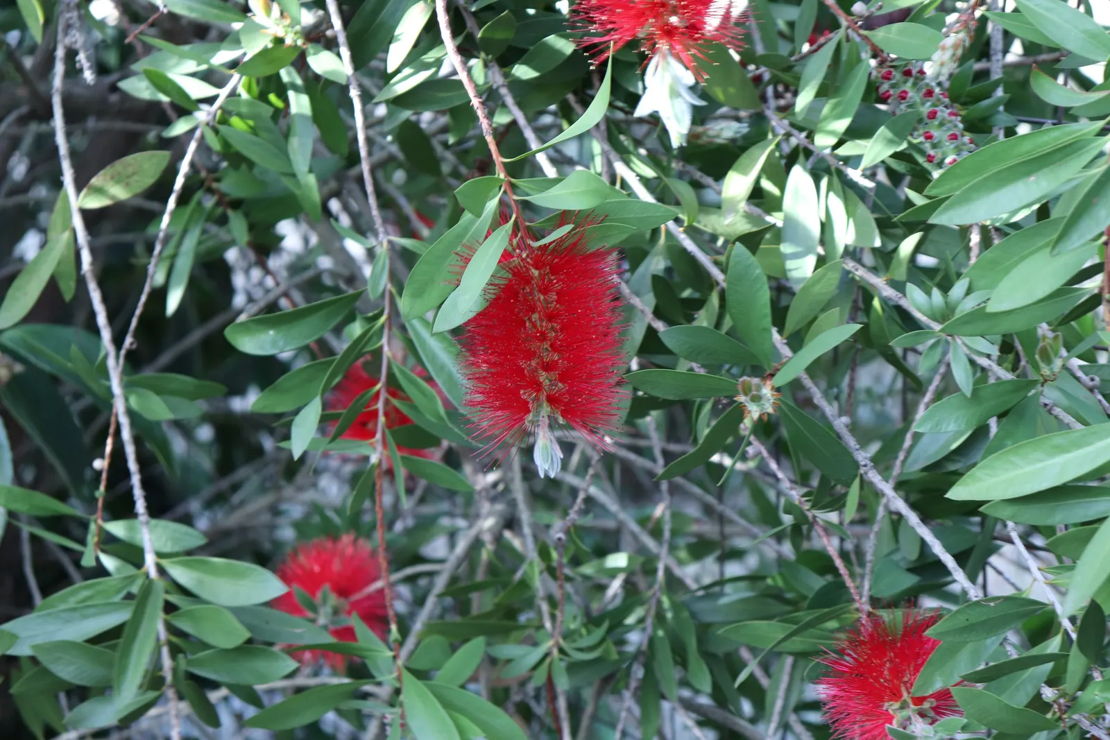 Lemon Bottlebrush (Callistemon Citrinus) — its resilient nature and showy appearance make the Lemon Bottlebrush a valuable addition to any garden, image 78