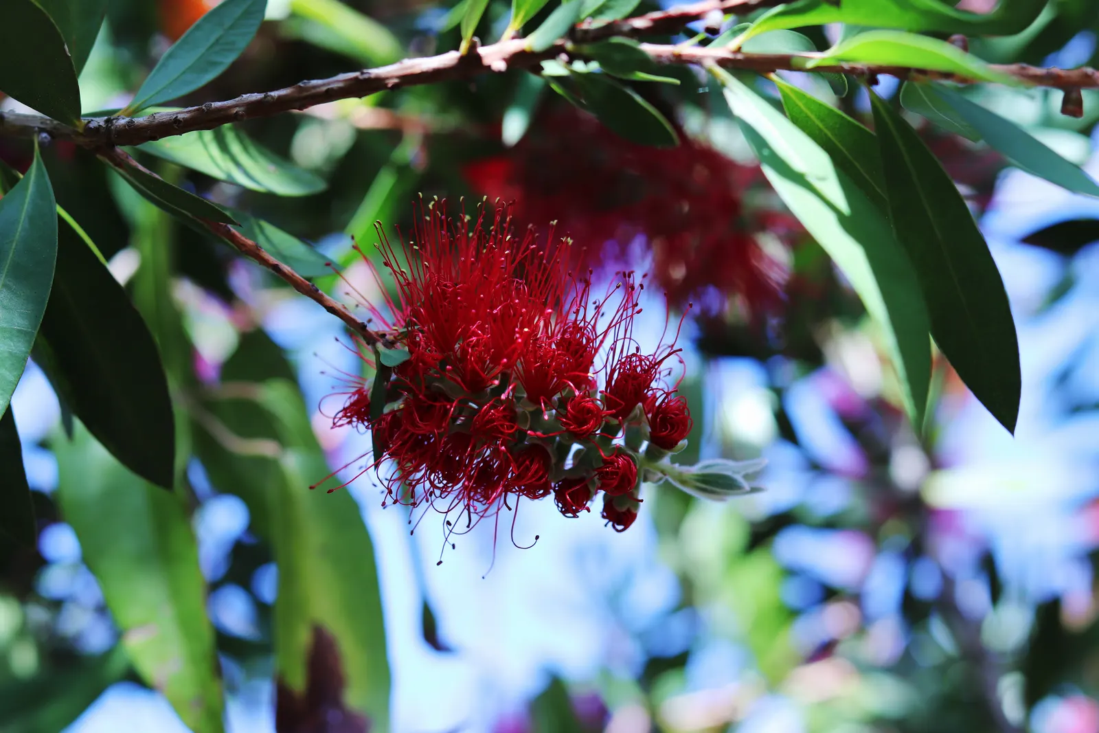 Lemon Bottlebrush (Callistemon Citrinus) — its resilient nature and showy appearance make the Lemon Bottlebrush a valuable addition to any garden, image 106