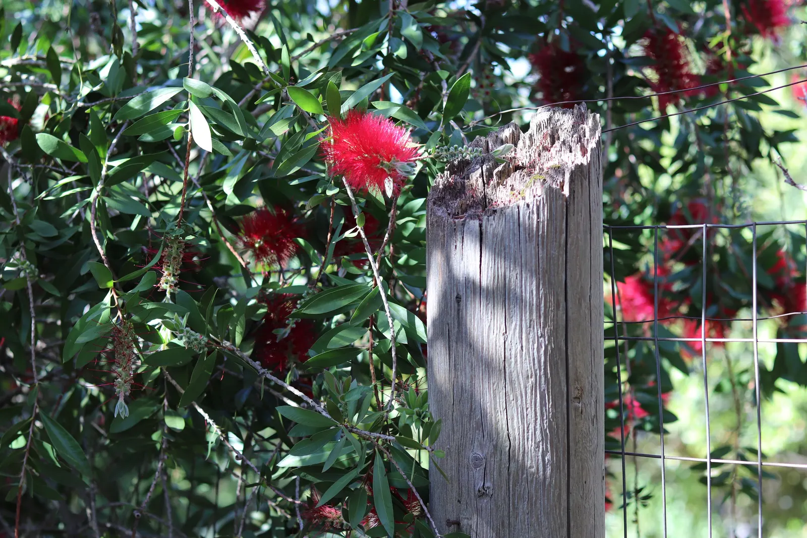 Lemon Bottlebrush (Callistemon Citrinus) — or part of a mixed border; it reaches a mature size of 8-10 feet tall and 5-8 feet wide, flourishing in, image 105
