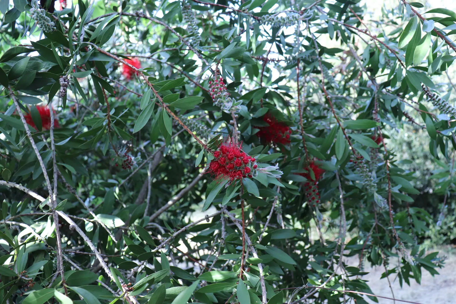 Lemon Bottlebrush (Callistemon Citrinus) — However, it is advisable to provide supplemental watering during the dry months; this plant is a popular, image 102