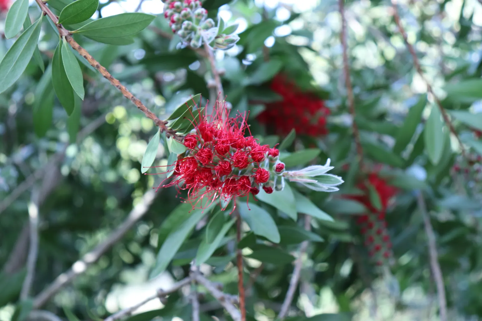Lemon Bottlebrush (Callistemon Citrinus) — Regular feeding with a balanced; however, it is advisable to provide supplemental watering during the, image 79