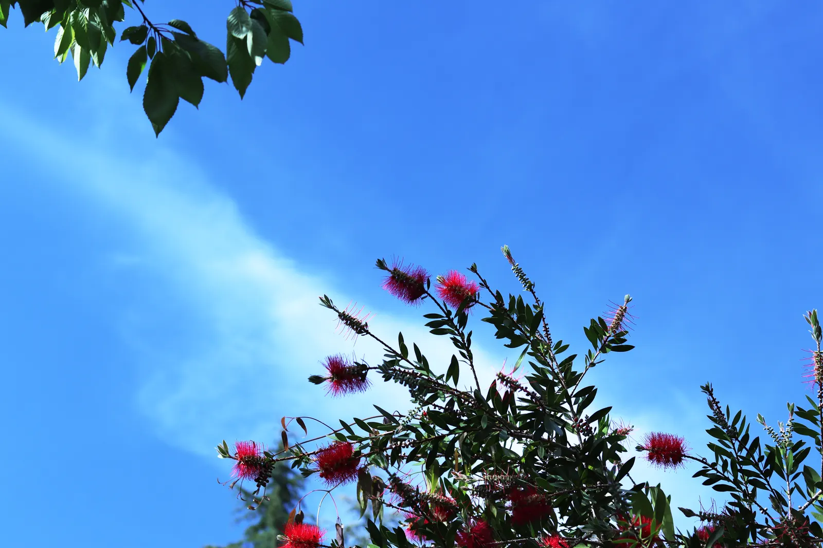 Lemon Bottlebrush (Callistemon Citrinus) — red flowers in the garden; this plant is a popular choice for adding splashes of vivid red to landscapes and gardens