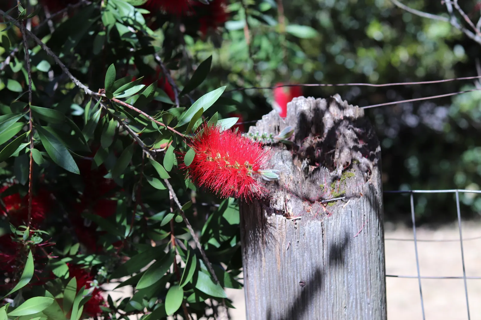 Lemon Bottlebrush (Callistemon Citrinus) — and attracts hummingbirds and pollinators; this plant is a popular choice for adding splashes of vivid, image 62