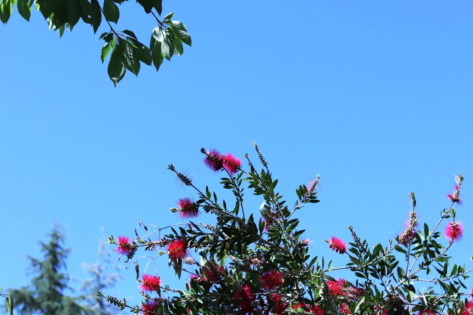 Lemon Bottlebrush (Callistemon Citrinus) — scientifically known as Callistemon citrinus; ensuring the plant remains a focal point in the landscape, image 92