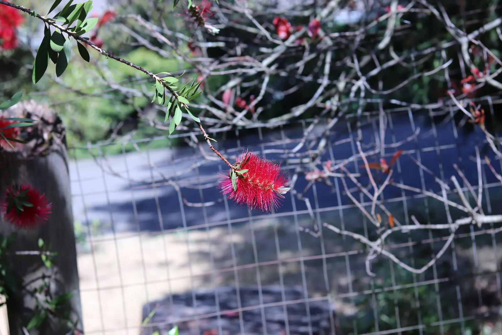 Lemon Bottlebrush (Callistemon Citrinus) — or part of a mixed border; it reaches a mature size of 8-10 feet tall and 5-8 feet wide, flourishing in, image 77
