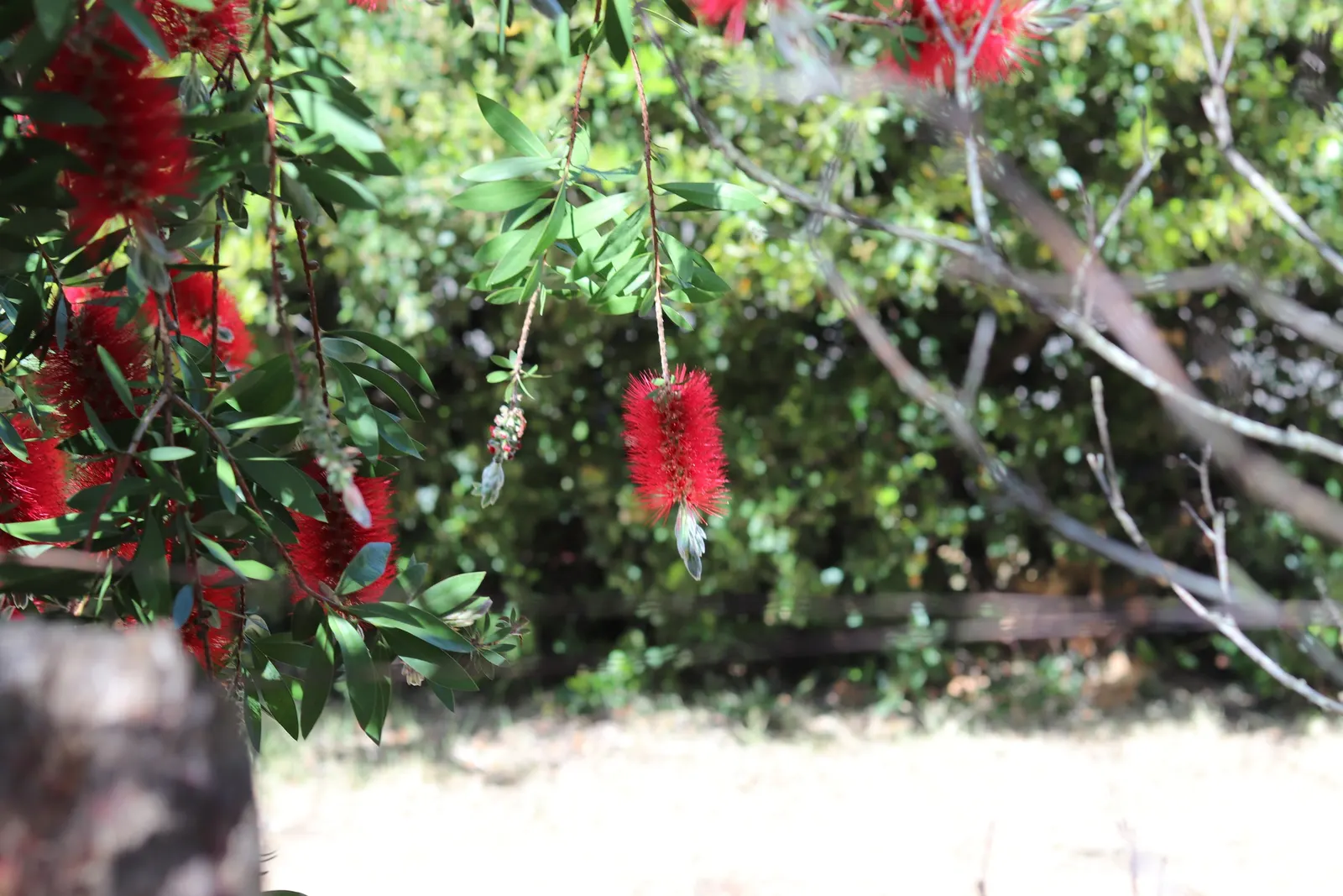 Lemon Bottlebrush (Callistemon Citrinus) — In more temperate regions; however, it is advisable to provide supplemental watering during the dry, image 103