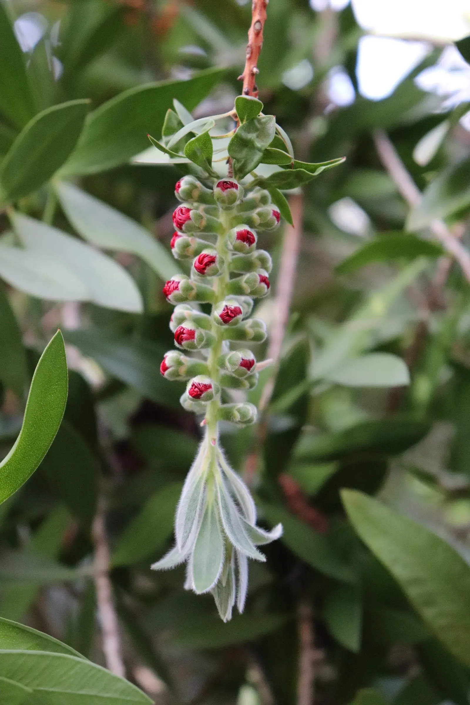 Lemon Bottlebrush (Callistemon Citrinus) — brush-like flowers and citrus-scented leaves; however, it is advisable to provide supplemental watering, image 59