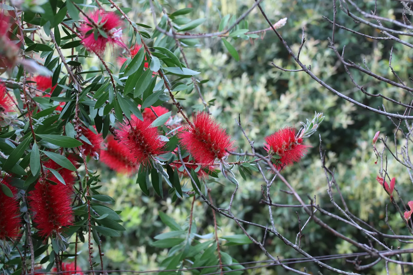 Lemon Bottlebrush (Callistemon Citrinus) — brush-like flowers and citrus-scented leaves; however, it is advisable to provide supplemental watering, image 87