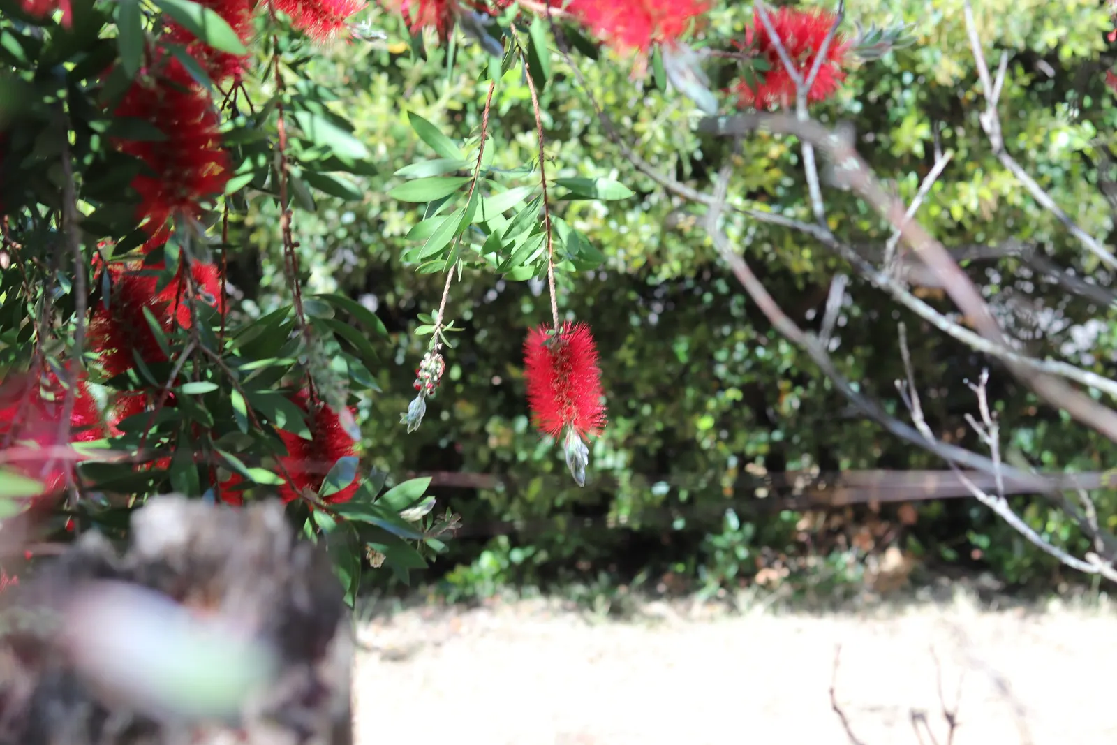 Lemon Bottlebrush (Callistemon Citrinus) — ensuring the plant remains a focal point in the landscape all year round; it reaches a mature size of, image 81
