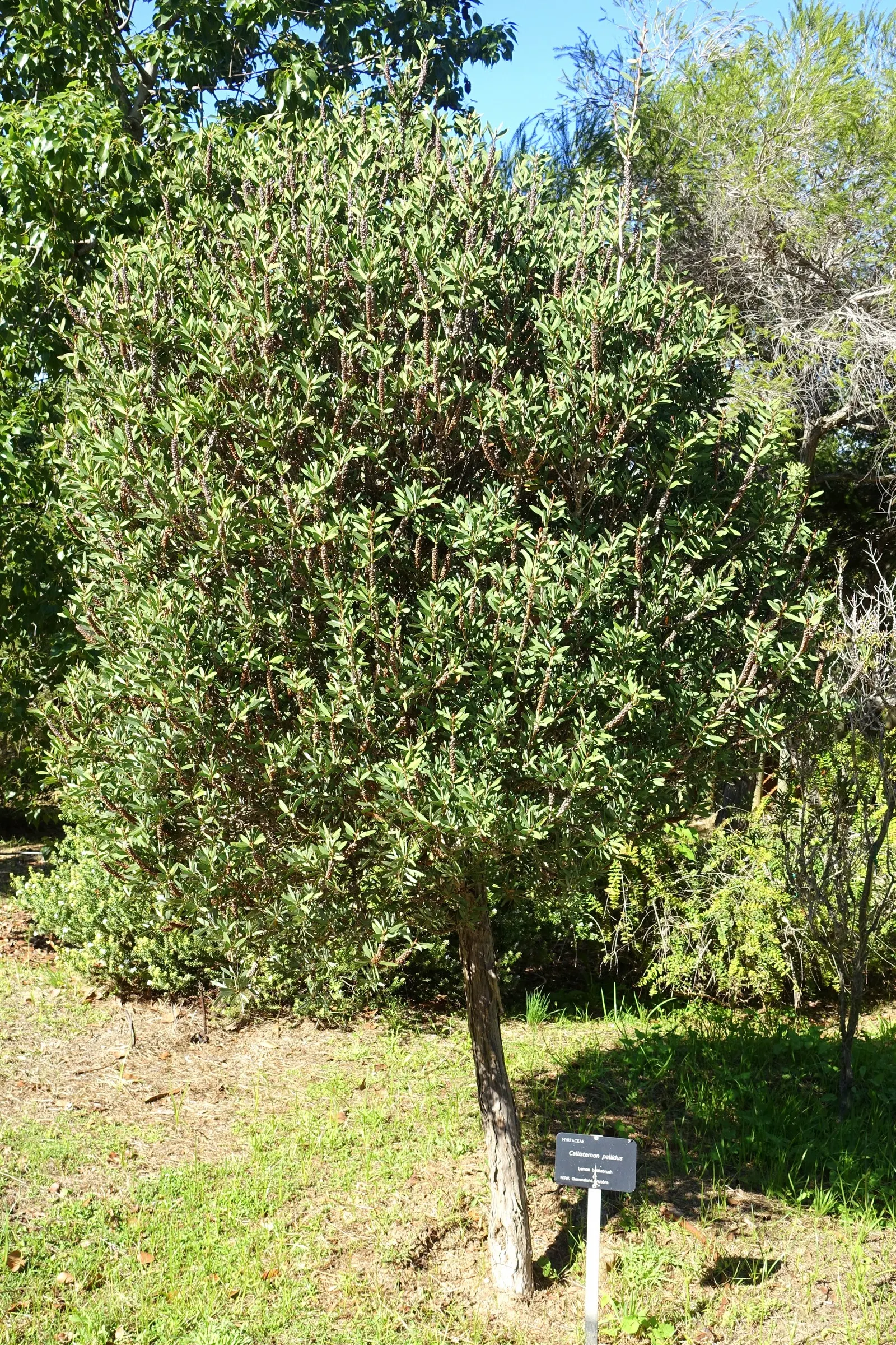 Lemon Bottlebrush (Callistemon Citrinus) — scientifically known as Callistemon citrinus