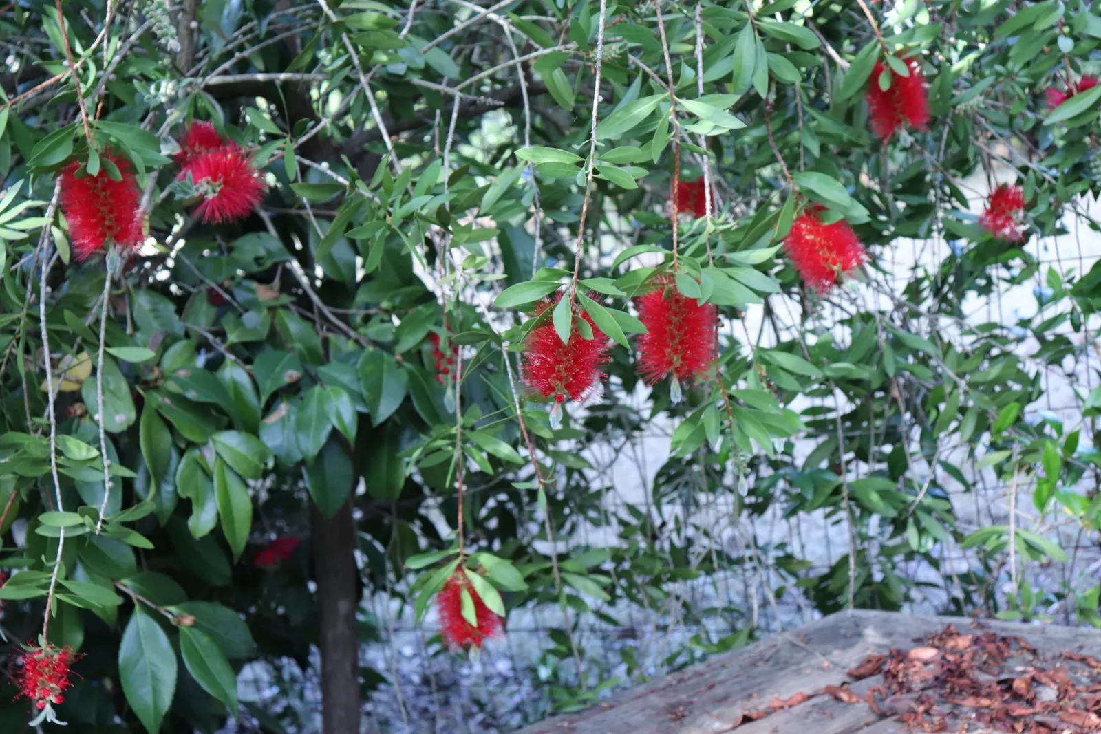 Lemon Bottlebrush (Callistemon Citrinus) — This hardy shrub prefers full sun to partial shade and is adaptable to a variety of soil types; it, image 97