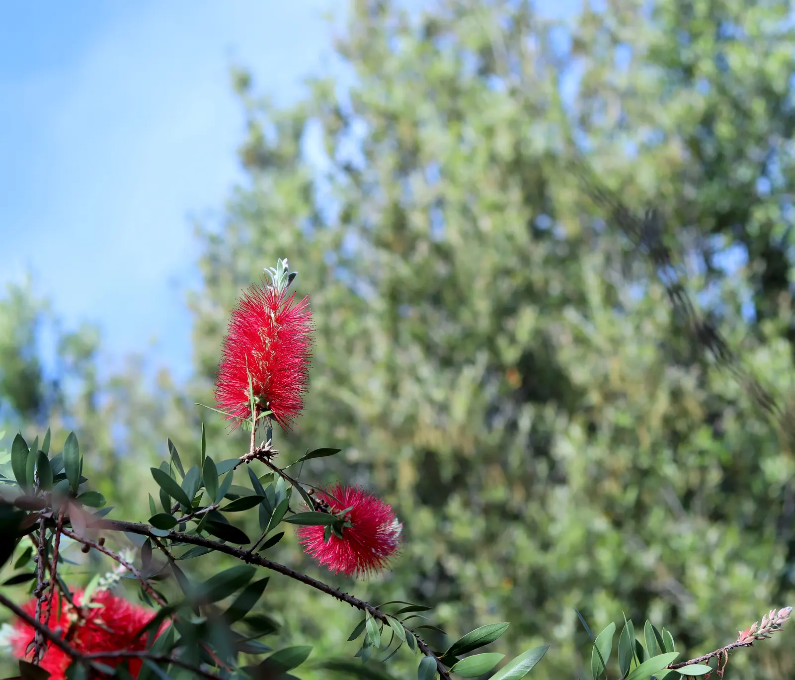 Lemon Bottlebrush (Callistemon Citrinus) — red flowers in the garden; this plant is a popular choice for adding splashes of vivid red to landscapes, image 82