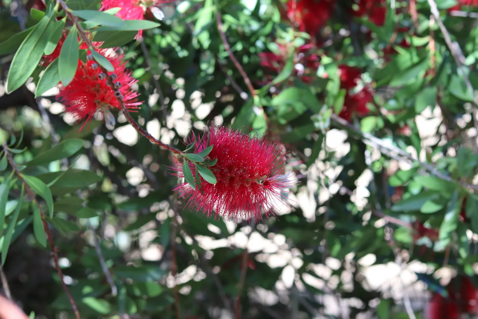 Lemon Bottlebrush (Callistemon Citrinus) — It reaches a mature size of 8-10 feet tall and 5-8 feet wide, flourishing in full sun and well-drained, image 88