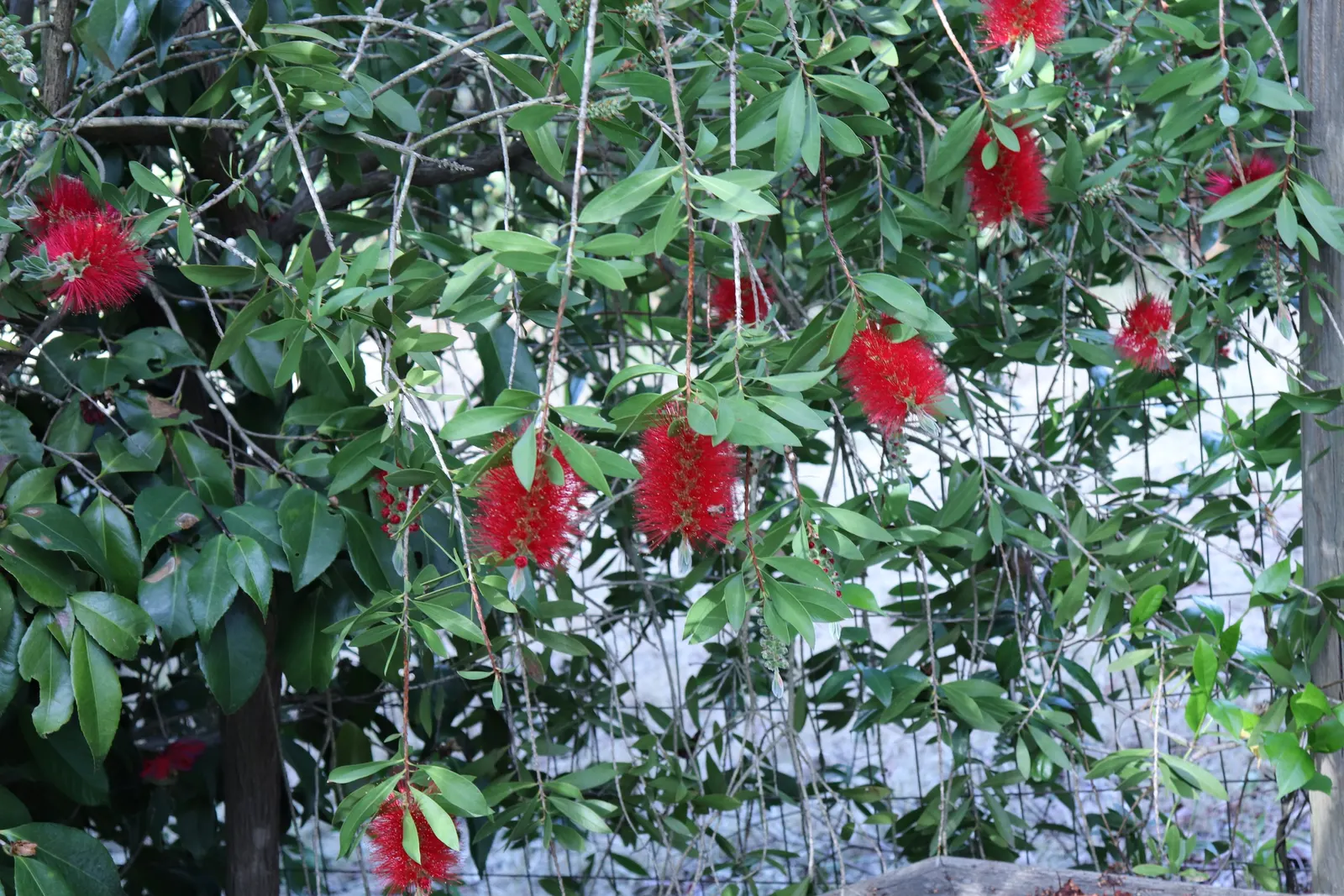 Lemon Bottlebrush (Callistemon Citrinus) — this plant is a popular choice for adding splashes of vivid red to landscapes and gardens; however, it, image 95