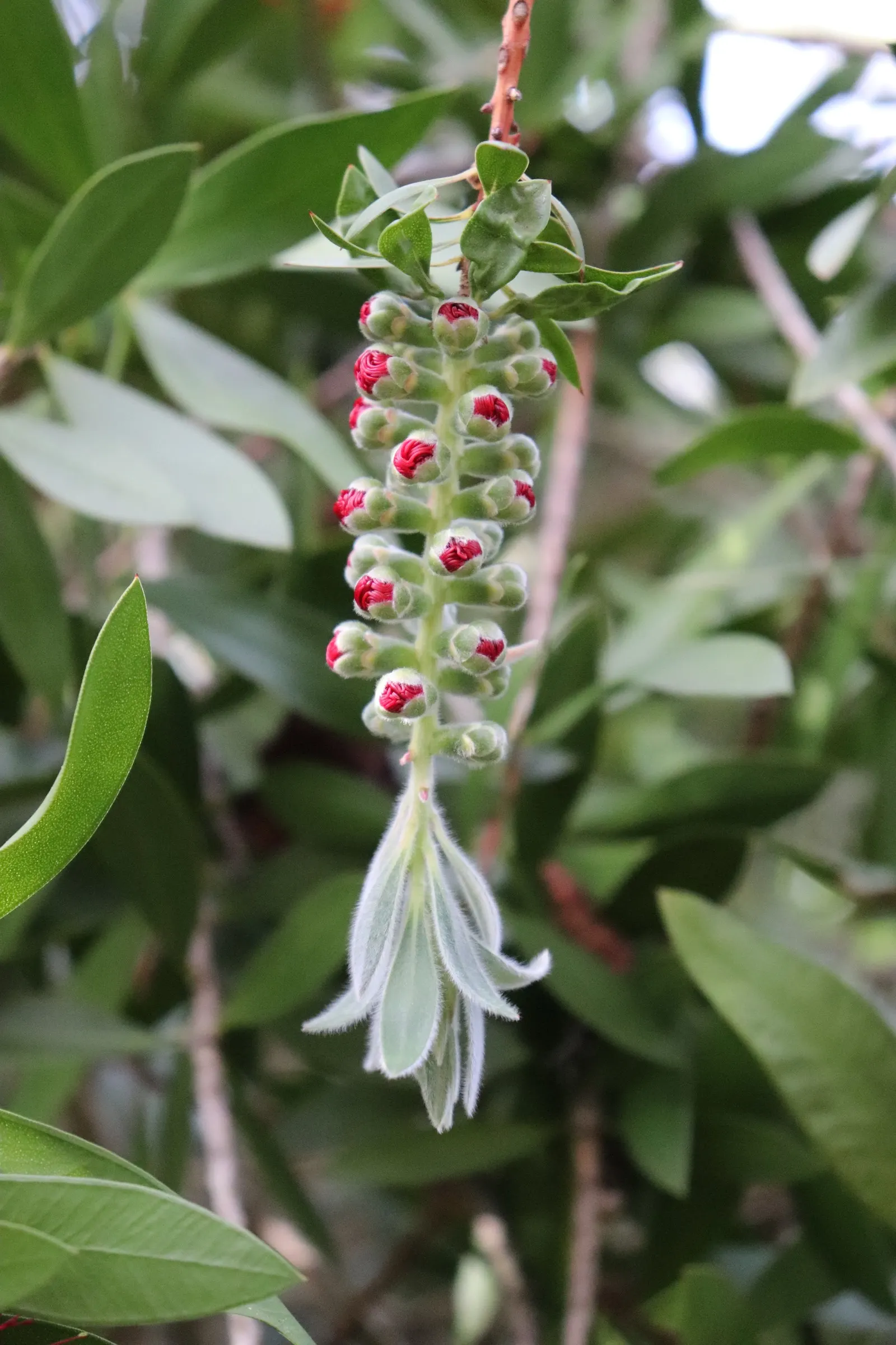 Lemon Bottlebrush (Callistemon Citrinus) — Regular feeding with a balanced; however, it is advisable to provide supplemental watering during the dry months