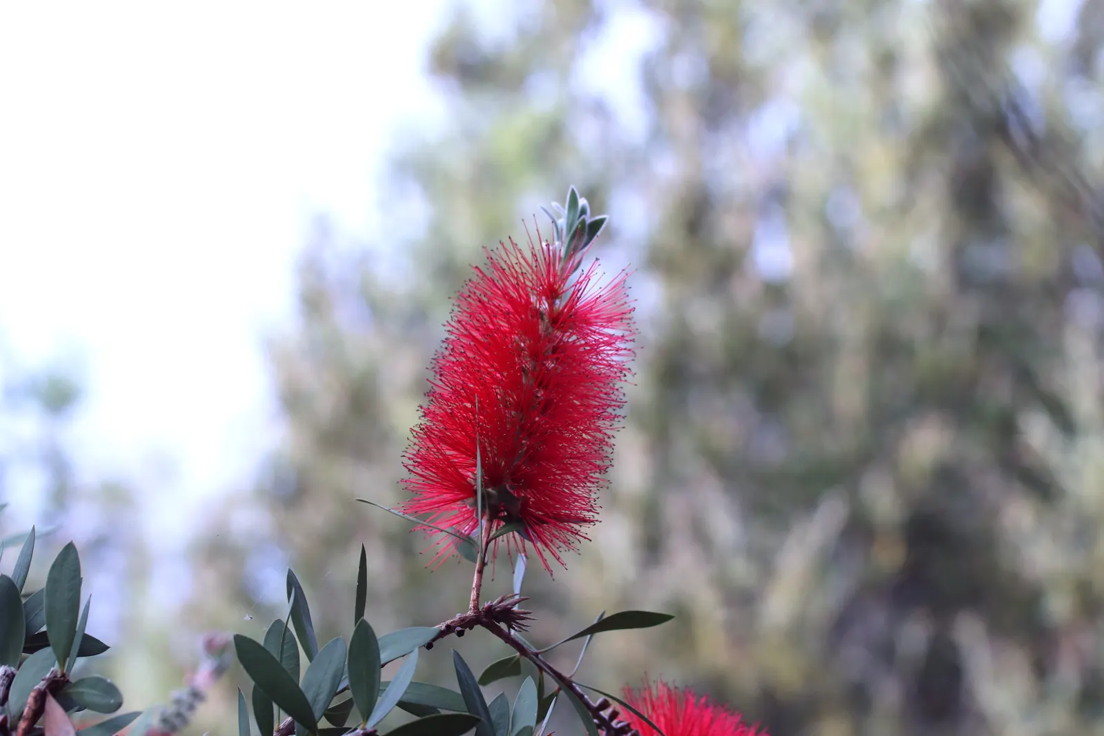 Lemon Bottlebrush (Callistemon Citrinus) — Callistemon citrinus may require protection from frost.<br><br>Whether used as a specimen plant, image 104