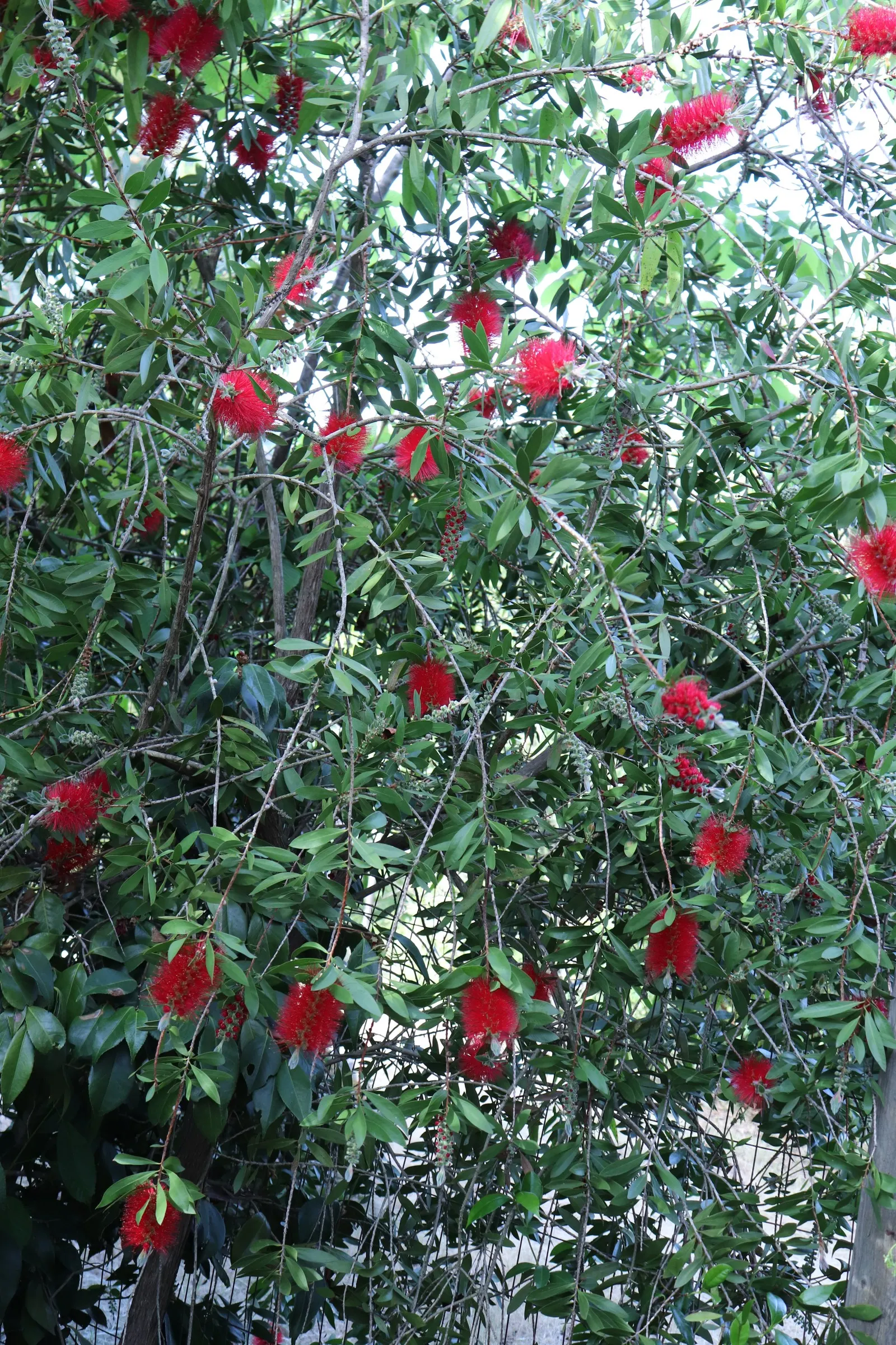 Lemon Bottlebrush (Callistemon Citrinus) — The Lemon Bottlebrush (Callistemon citrinus) is an eye-catching evergreen shrub; it reaches a mature, image 85