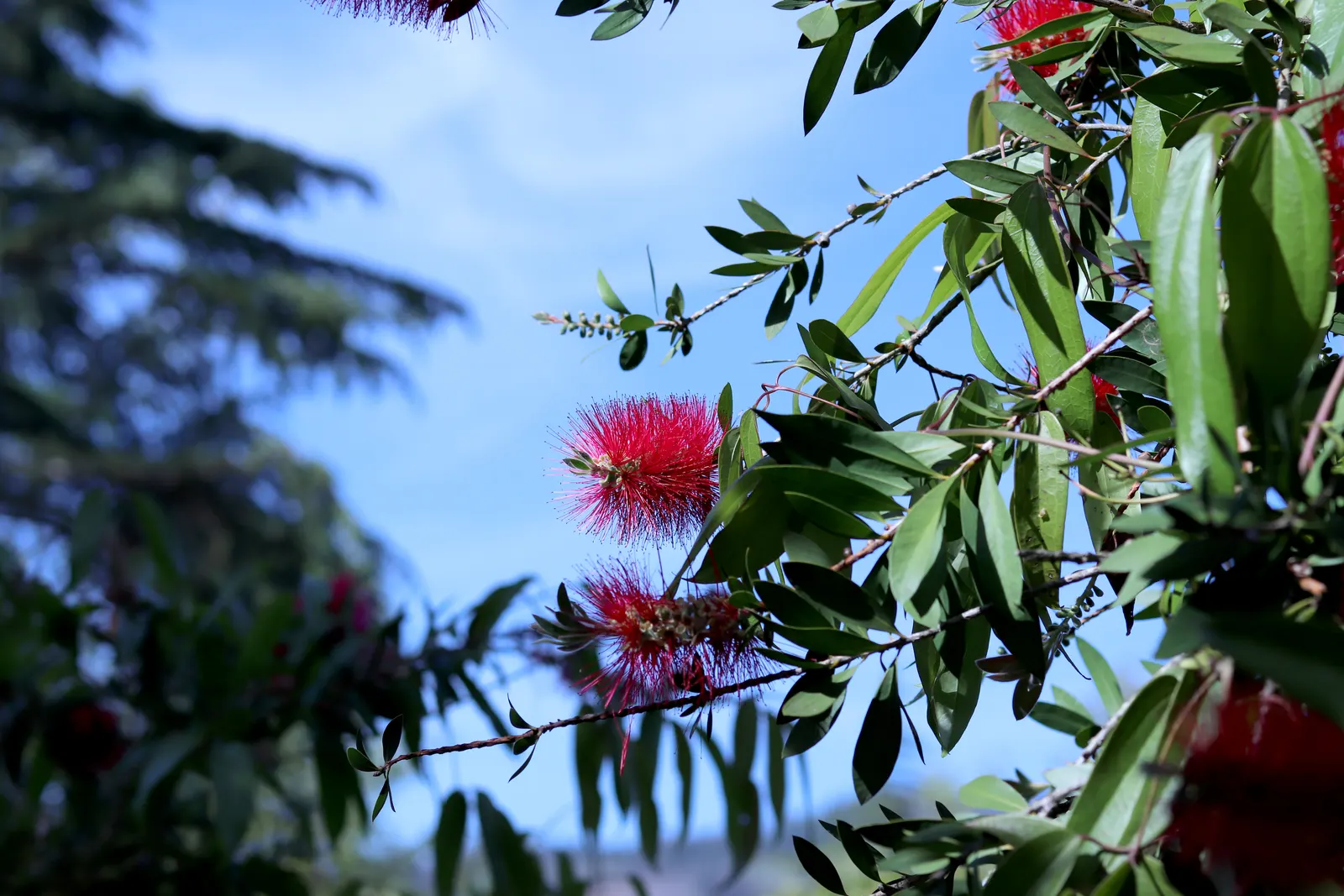Lemon Bottlebrush (Callistemon Citrinus) — tree for full or half; ensuring the plant remains a focal point in the landscape all year round, image 84