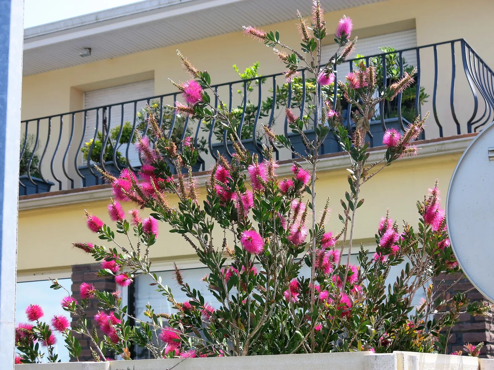 Lemon Bottlebrush (Callistemon Citrinus) — or part of a mixed border; it reaches a mature size of 8-10 feet tall and 5-8 feet wide, flourishing in full sun and