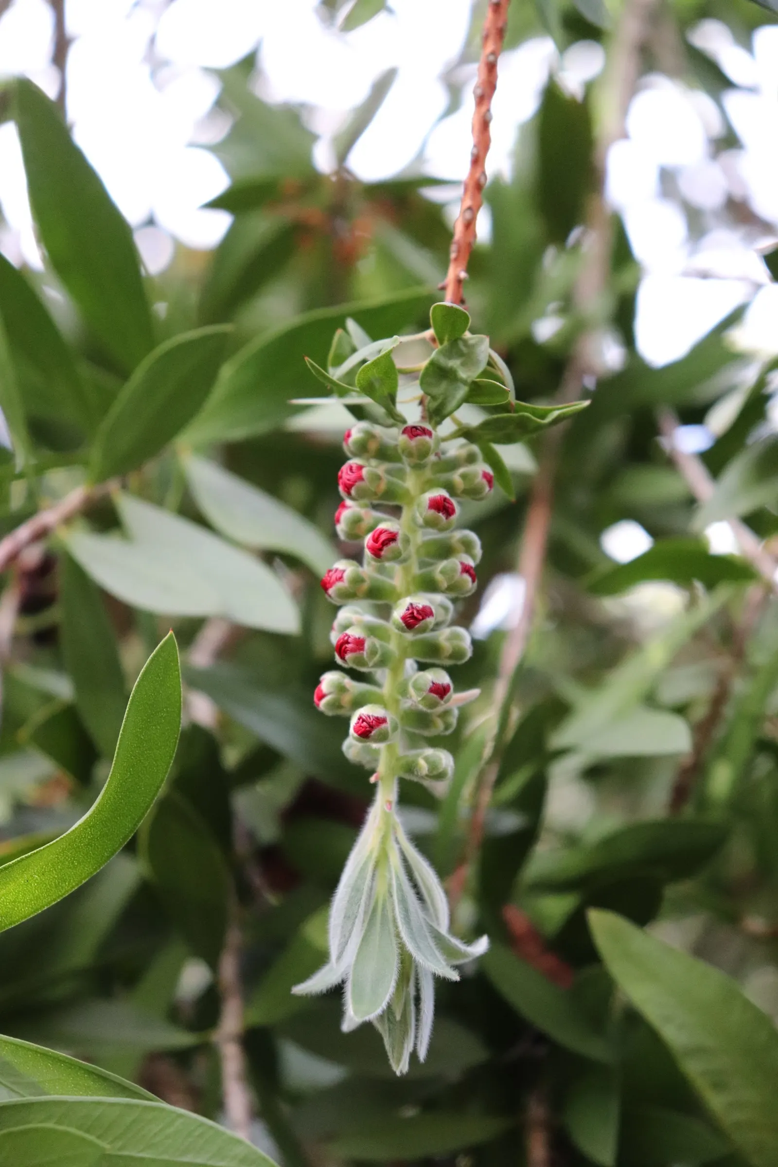 Lemon Bottlebrush (Callistemon Citrinus) — In more temperate regions; however, it is advisable to provide supplemental watering during the dry, image 75