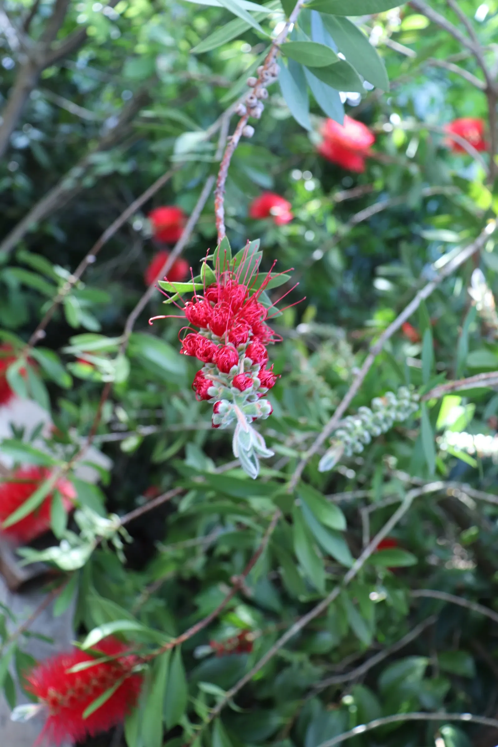 Lemon Bottlebrush (Callistemon Citrinus) — though it flourishes in soil that is moist and well-drained; this plant is a popular choice for adding, image 98