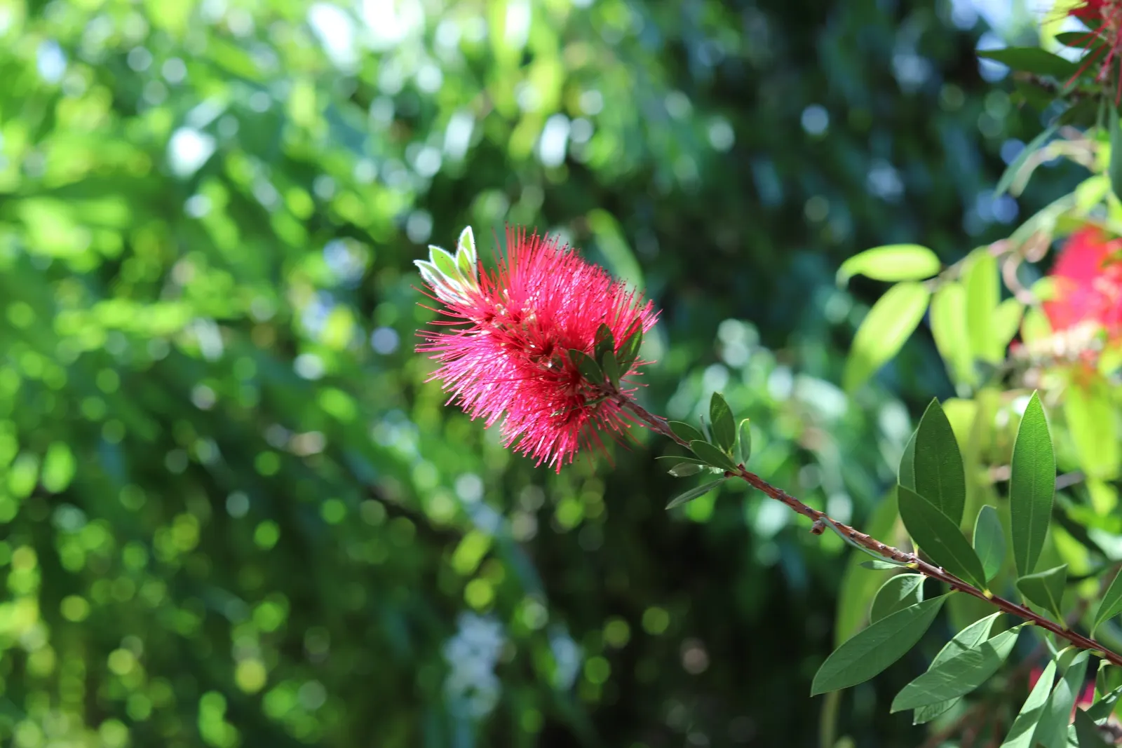 Lemon Bottlebrush (Callistemon Citrinus) — and attracts hummingbirds and pollinators; this plant is a popular choice for adding splashes of vivid, image 90