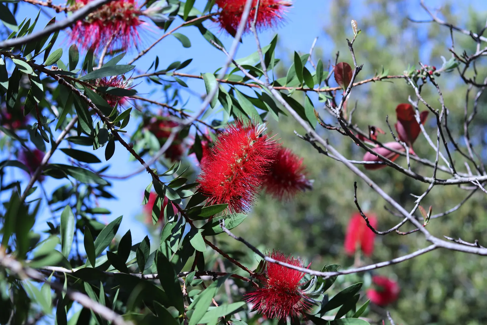 Lemon Bottlebrush (Callistemon Citrinus) — making it an excellent addition to low-maintenance and wildlife-friendly gardens; however, it is, image 91
