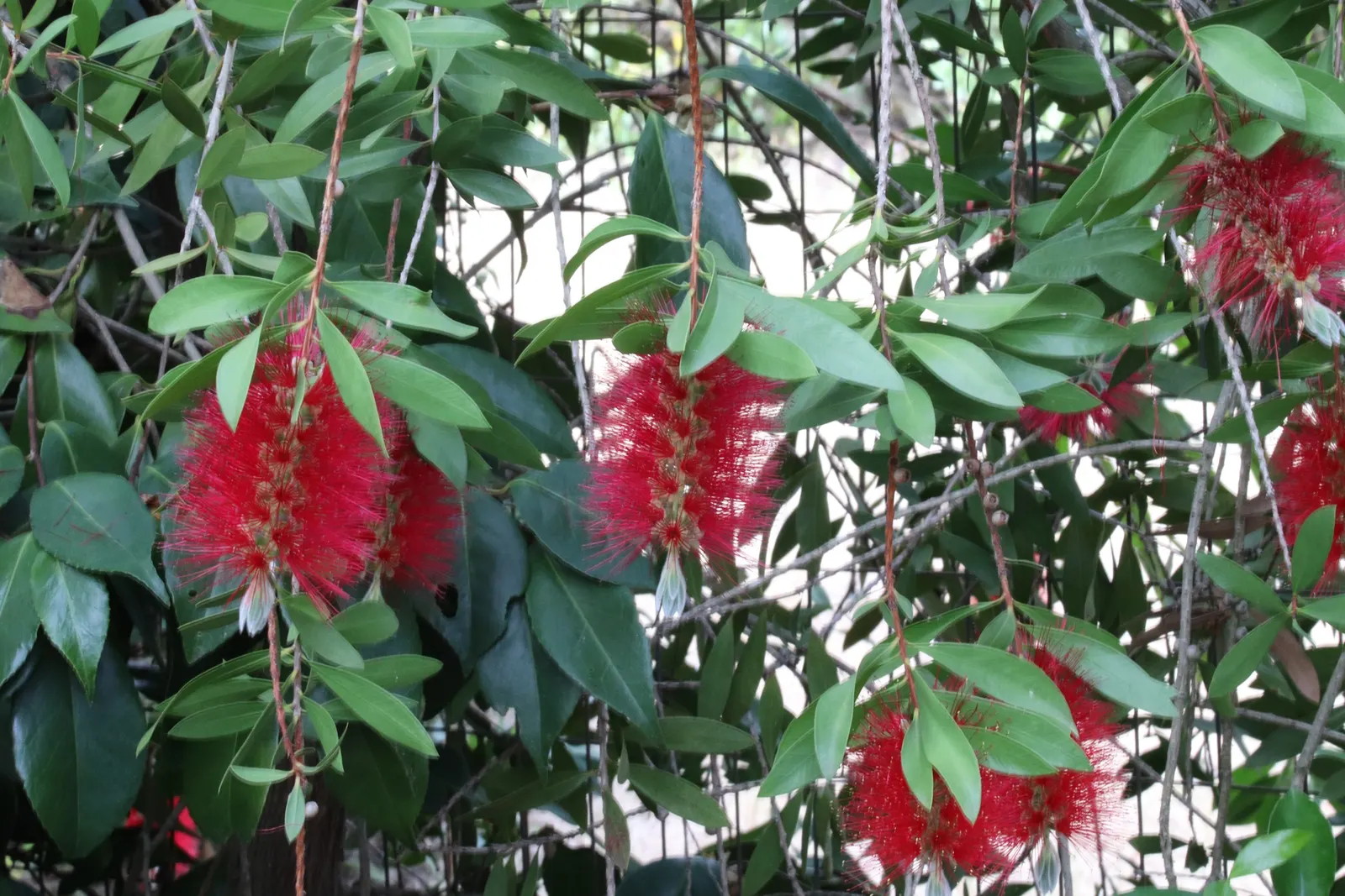 Lemon Bottlebrush (Callistemon Citrinus) — slow-release fertilizer in the growing season will encourage vibrant blooms and healthy growth; ensuring, image 80