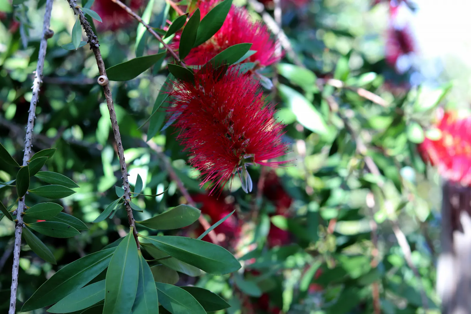 Lemon Bottlebrush (Callistemon Citrinus) — Renowned for its distinctive brush-like flowers; this plant is a popular choice for adding splashes of, image 94