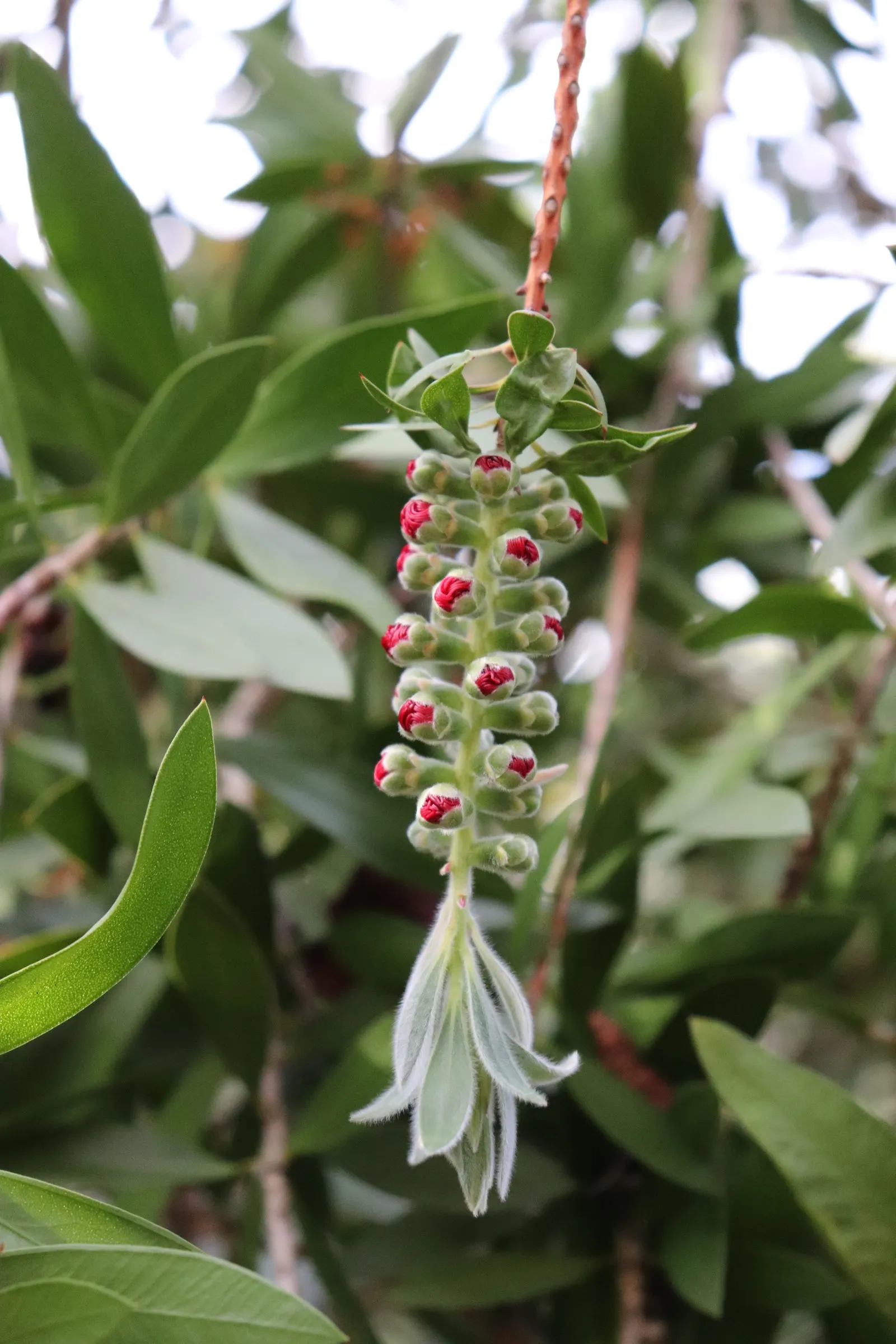 Lemon Bottlebrush (Callistemon Citrinus) — is a vibrant and robust evergreen shrub native to Australia; it reaches a mature size of 8-10 feet tall, image 65