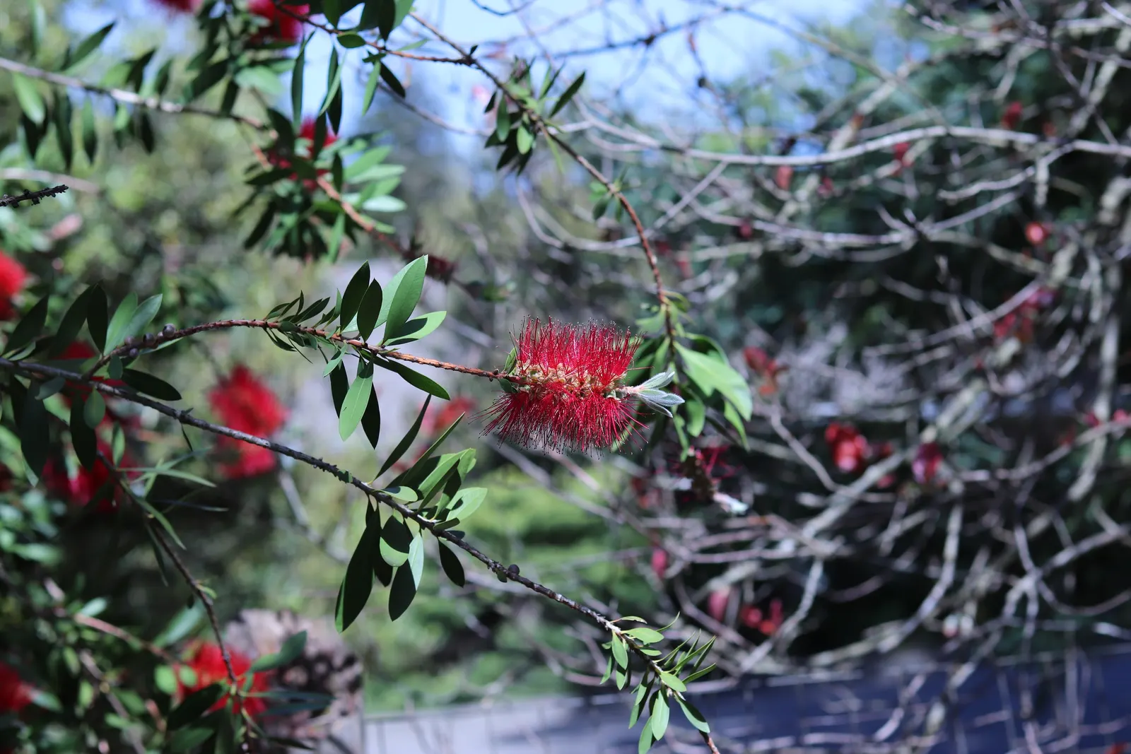 Lemon Bottlebrush (Callistemon Citrinus) — Renowned for its distinctive brush-like flowers; this plant is a popular choice for adding splashes of, image 66