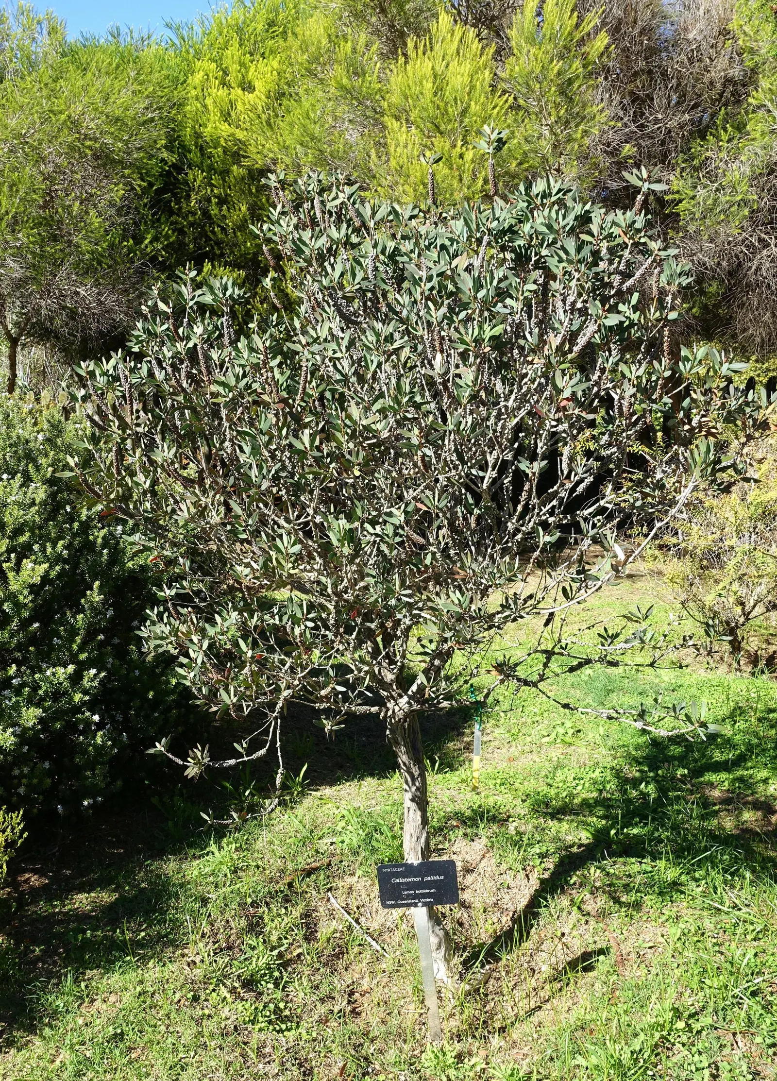 Lemon Bottlebrush (Callistemon Citrinus) — is a vibrant and robust evergreen shrub native to Australia