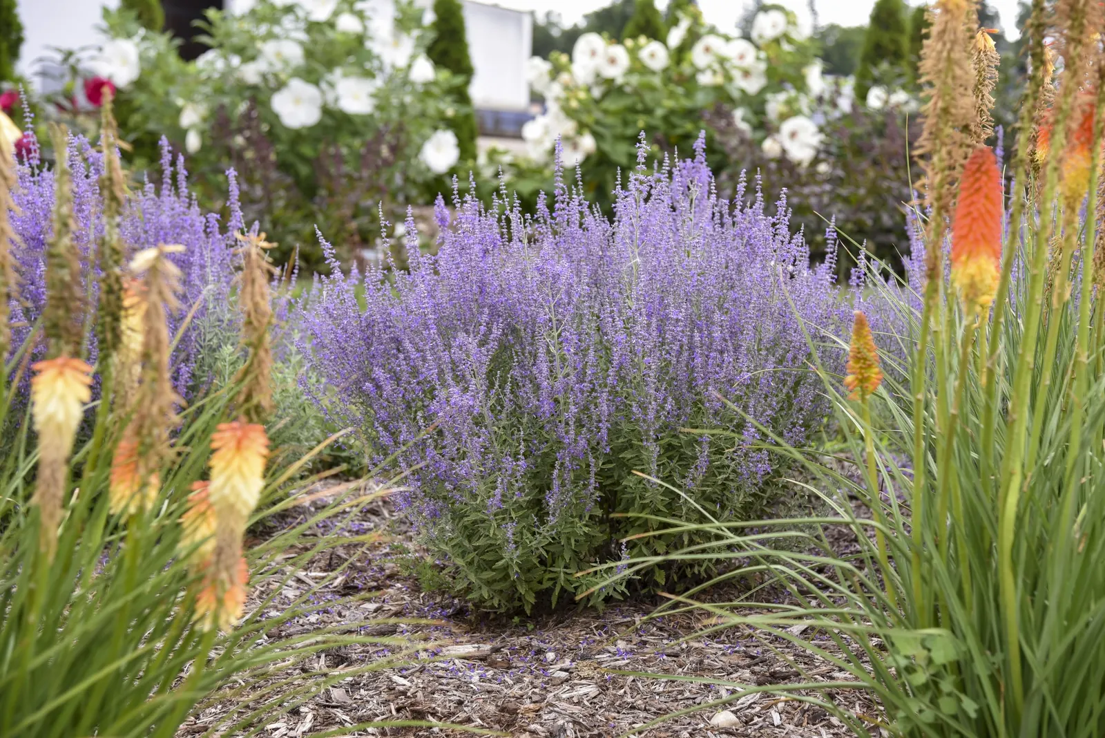 'Sage Advice' Russian Sage (Perovskia atriplicifolia) — It matures at 32-36 inches tall and 28-32 inches wide