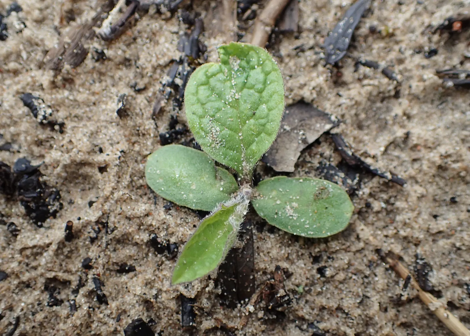 Common Comfrey (Symphytum Officinale) — making it fairly drought-resistant upon establishment; tapering to a point.<br><br>From late spring to, image 57