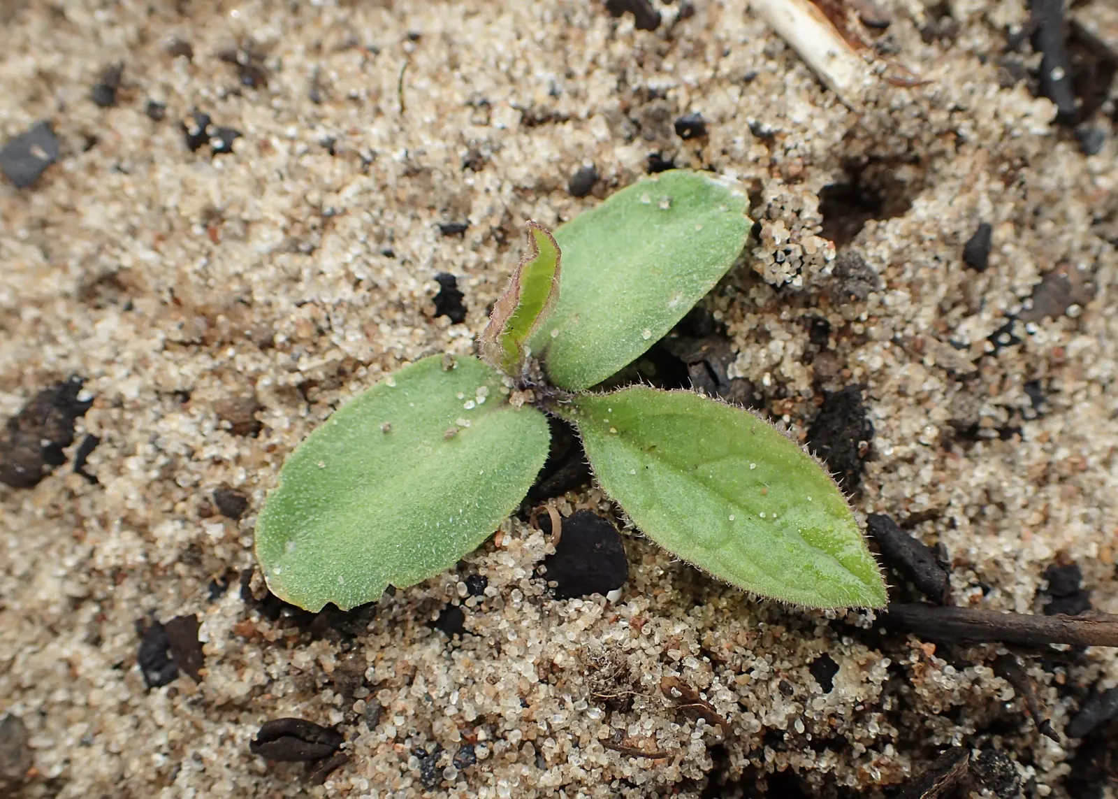 Common Comfrey (Symphytum Officinale) — providing a delicate contrast to the lush greenery; commonly known as Common Comfrey, image 63