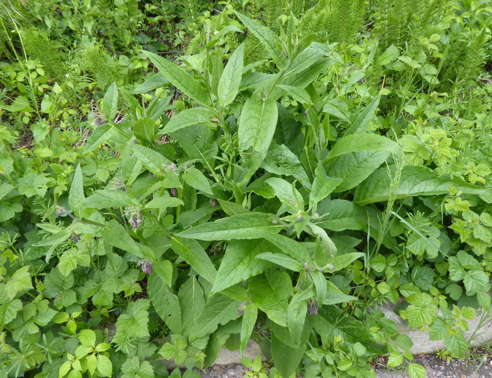 Common Comfrey (Symphytum Officinale) — tapering to a point.<br><br>From late spring to early summer; making it fairly drought-resistant upon, image 108