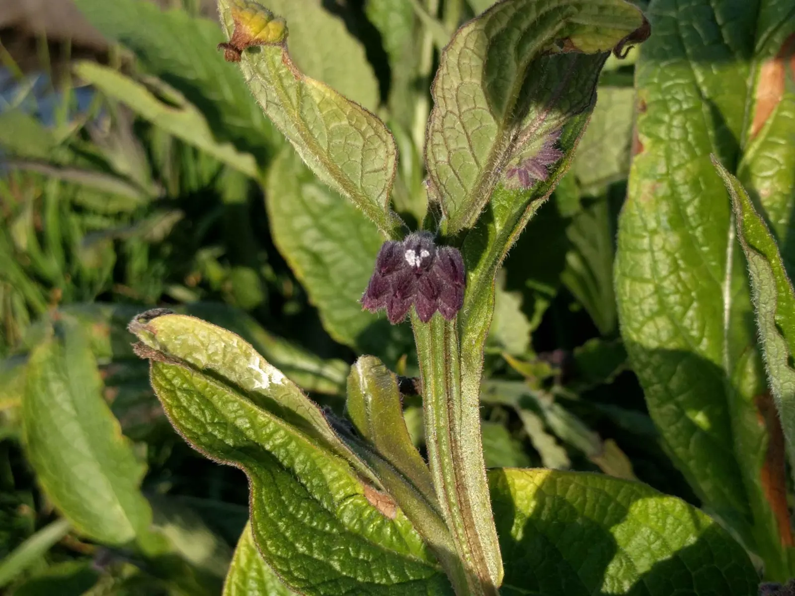 Common Comfrey (Symphytum Officinale) — making it fairly drought-resistant upon establishment
