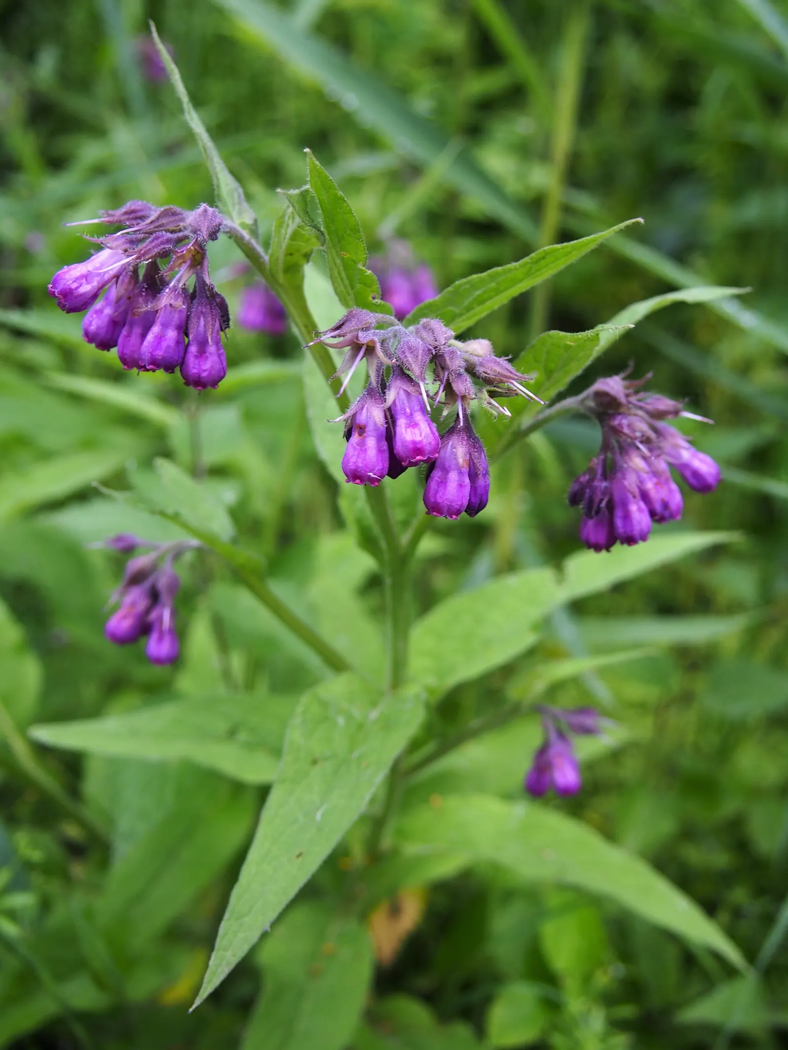 Common Comfrey (Symphytum Officinale) — while beneficial to the garden; its leaves are rich in nitrogen and make excellent compost or mulch, image 92