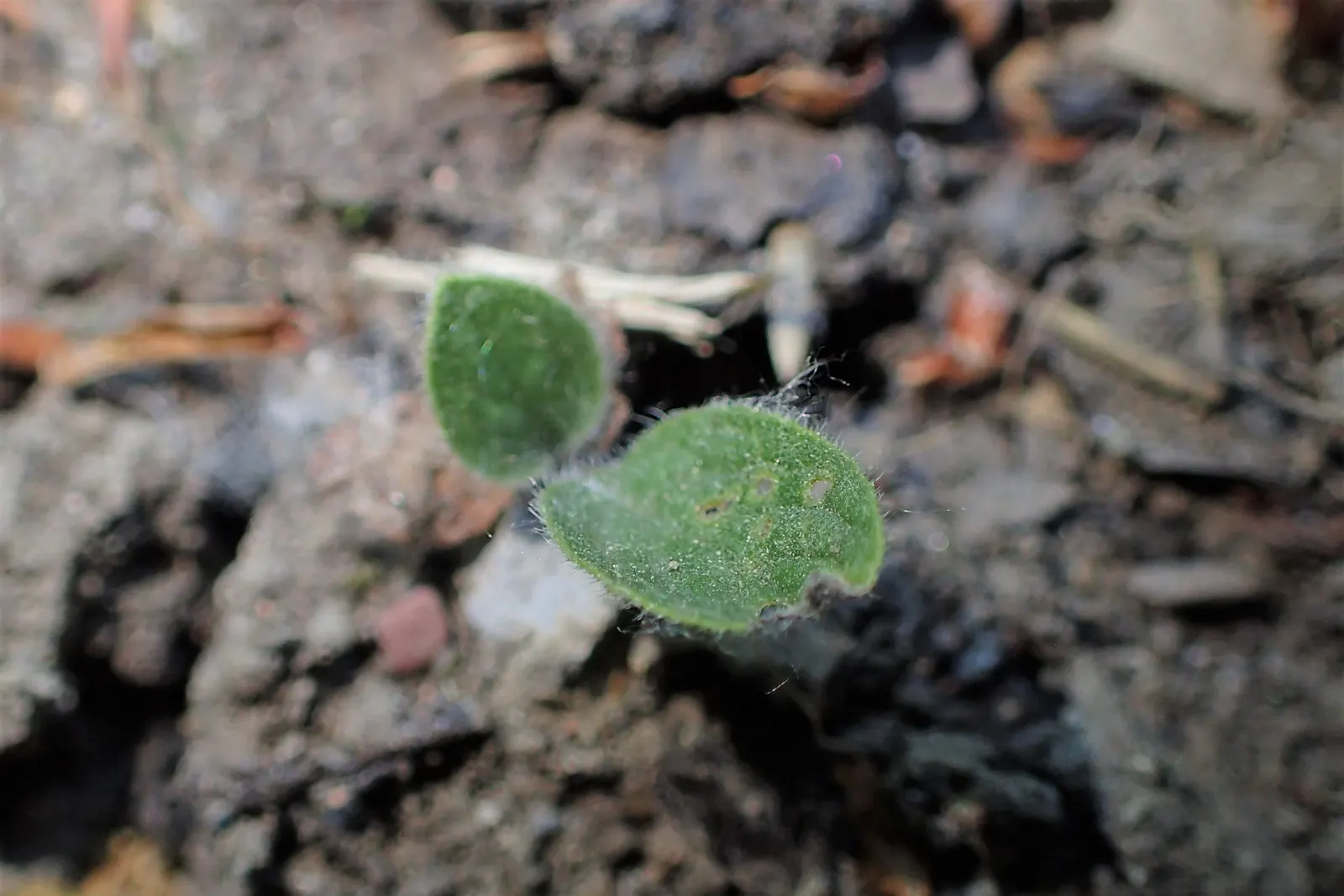 Common Comfrey (Symphytum Officinale) — Comfrey serves not only ornamental purposes but also contributes to soil health