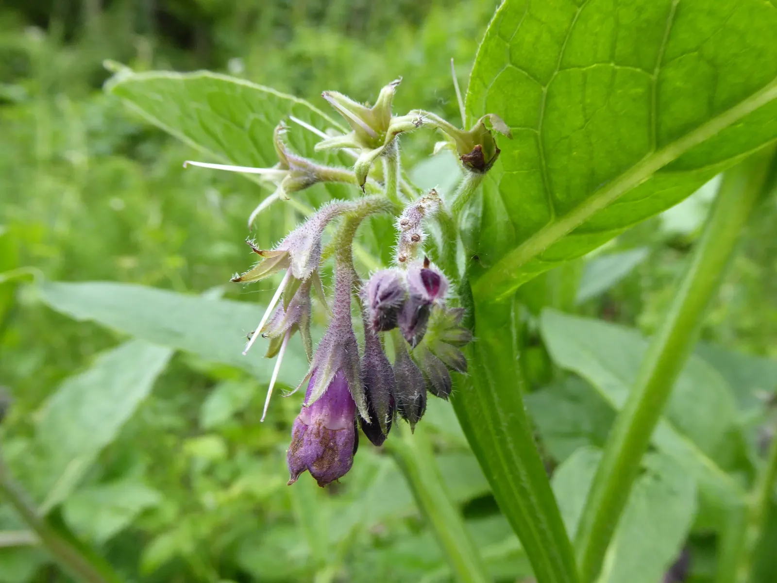 Common Comfrey (Symphytum Officinale) — perennial for full or half