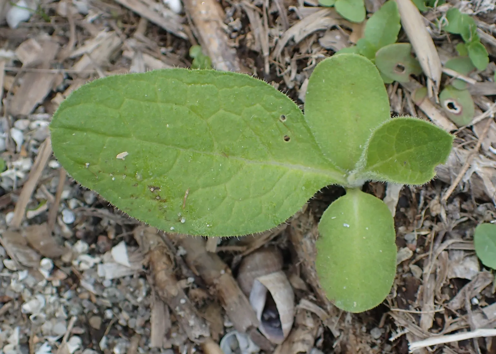 Common Comfrey (Symphytum Officinale) — It thrives in USDA hardiness zones 4 through 9, preferring full sun to partial shade and well-draining, image 67