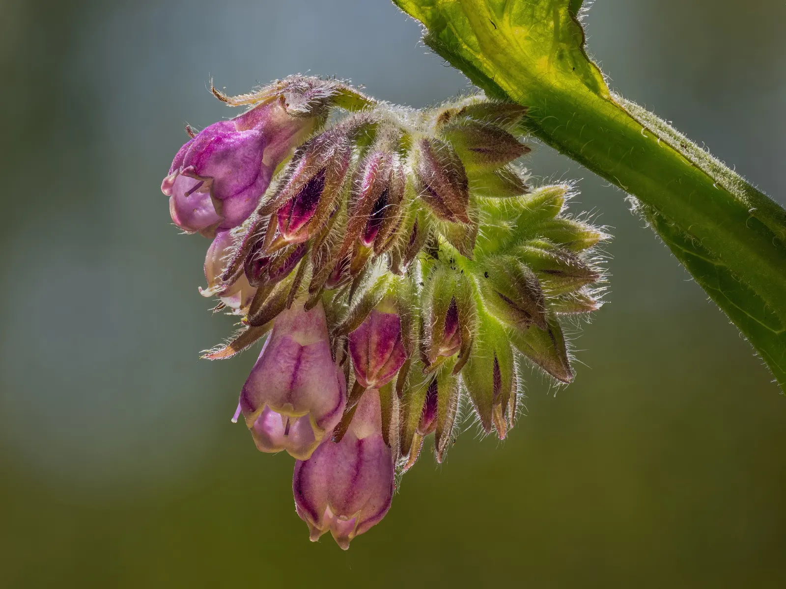 Common Comfrey (Symphytum Officinale) — tapering to a point.<br><br>From late spring to early summer; making it fairly drought-resistant upon, image 60