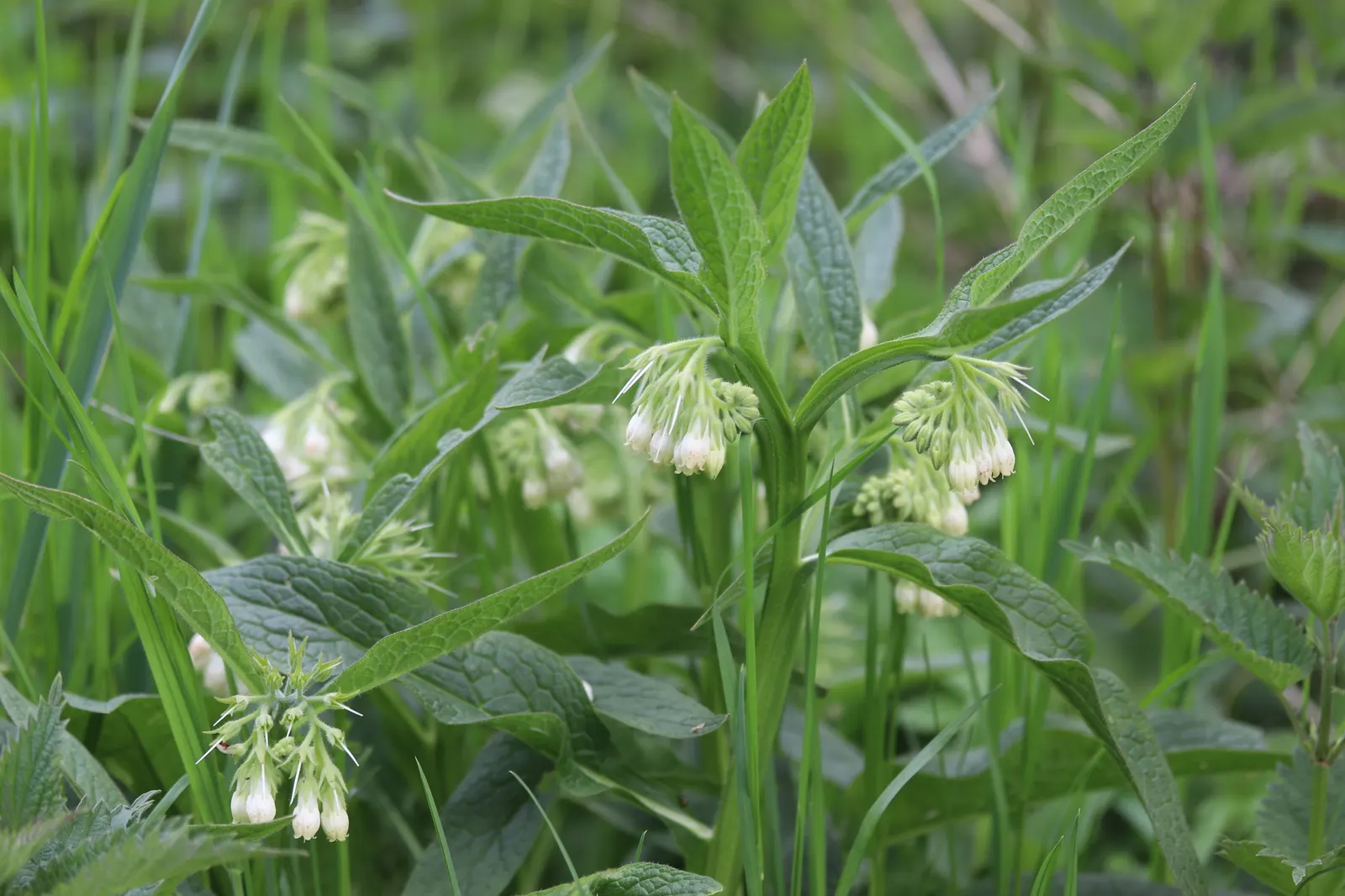 Common Comfrey (Symphytum Officinale) — Handle with care due to its rough, hairy leaves and potential skin irritants; this robust plant stands at around 2 to 5