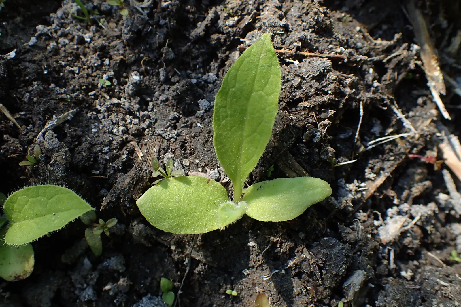 Common Comfrey (Symphytum Officinale) — commonly known as Common Comfrey; providing a delicate contrast to the lush greenery