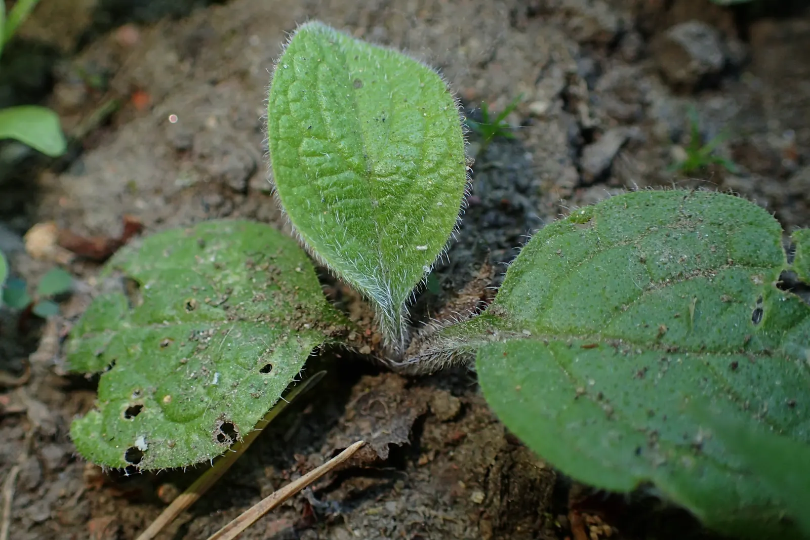 Common Comfrey (Symphytum Officinale) — contributing vital nutrients to surrounding plants; favored for its medicinal uses and ability to improve, image 114